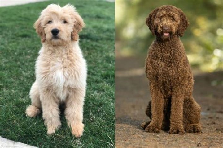 Adorable Adventures with Cute Doodle Blond Stock