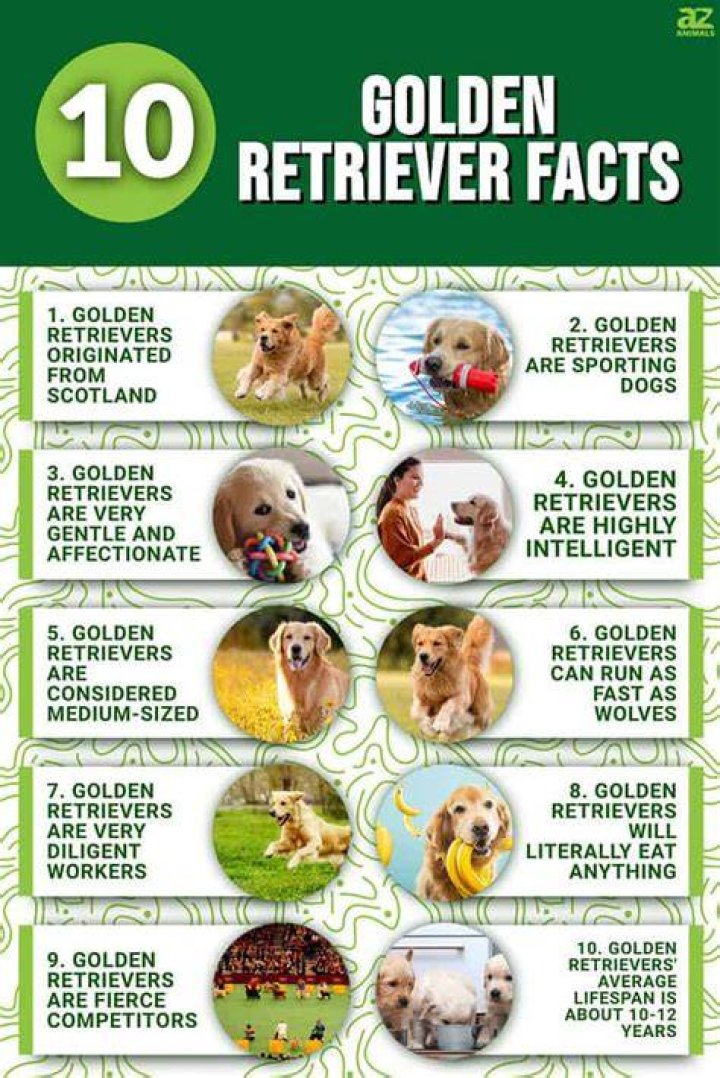 All You Need to Know About Baby Golden Retrievers: A Comprehensive Guide