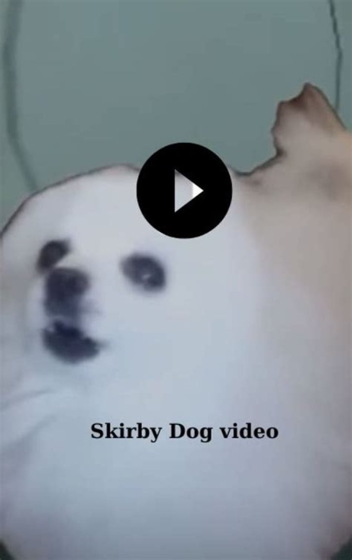 All You Need to Know About Skirby Dog: The Ultimate Guide