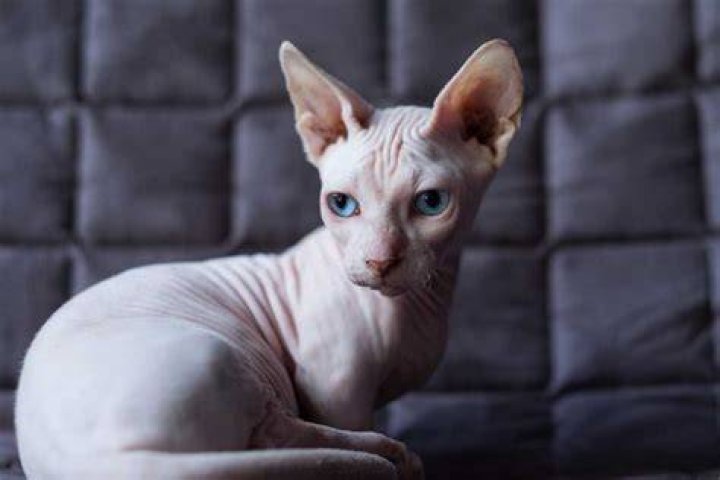 All You Need to Know About the Bambino Cat: The Unique Feline Companion