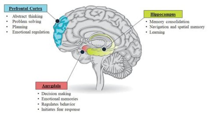 Anatomy and Function of the Anterior Midcingulate Cortex: Understanding Its Role in Emotion and Cognition