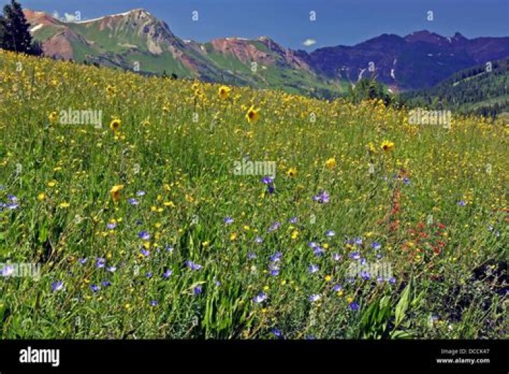 Azaleas in Colorado: A Flourishing Bloom in the Rocky Mountains