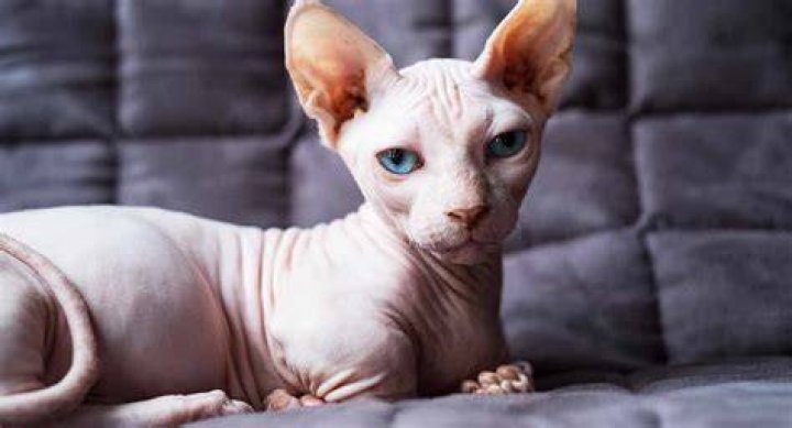 Bambino Gato: The Unique Breed of Cat You Need to Know About