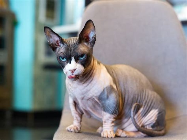 Bambino Hairless Cat: The Unique Feline Breed You Need to Know