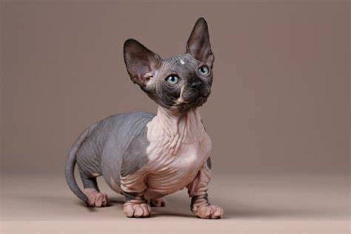Bambino Katt: The Unique Cat Breed You Should Know About