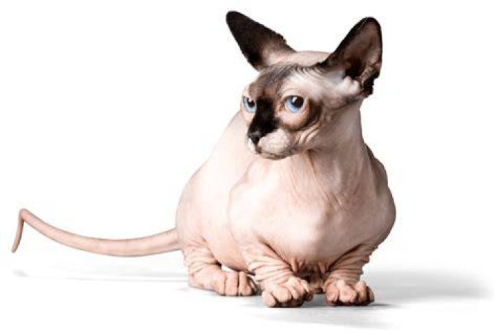 Bambino Katze: The Fascinating World of the Bambino Cat