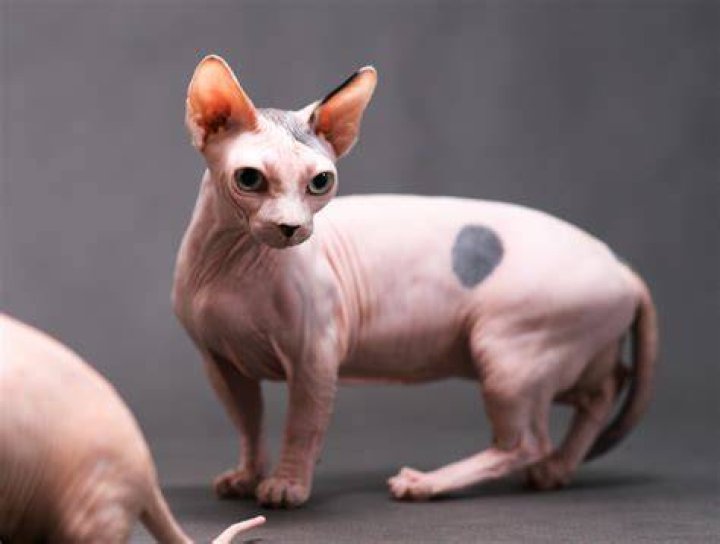 Bambino Kedi: The Unique Cat Breed You Need to Know About