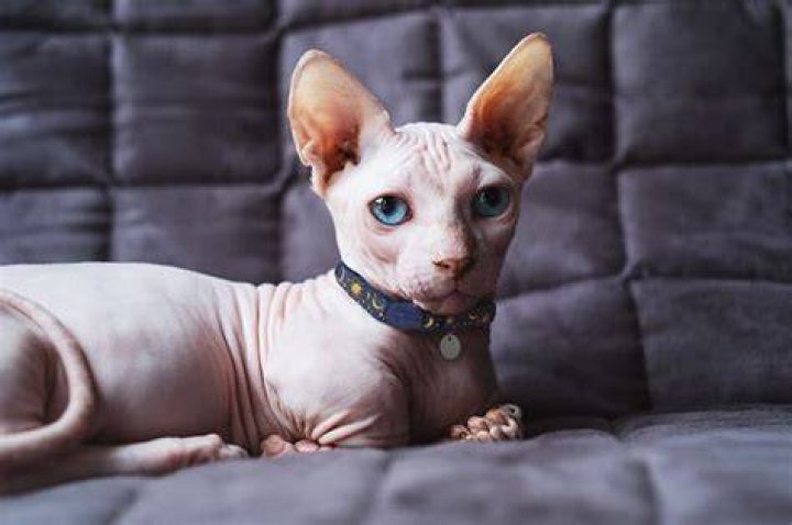 Bambino Kittens: The Adorable Hairless Breed You Need to Know About