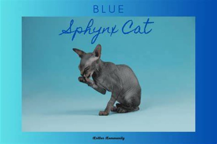 Bambino Sphynx Cat: The Unique Feline Companion