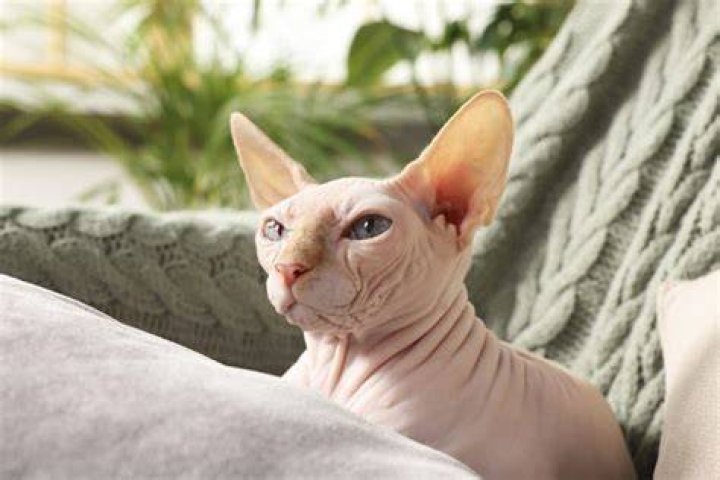 Bambino Sphynx: The Unique and Adorable Hairless Cat Breed