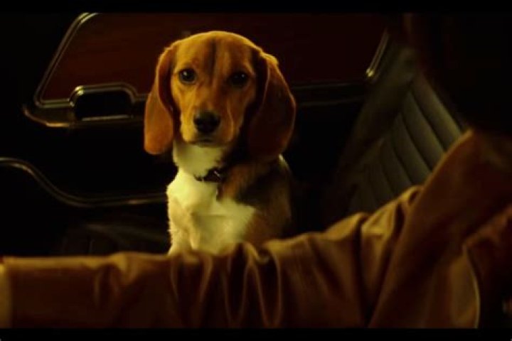 Beagle in John Wick: The Heartwarming Symbol of Loyalty and Love