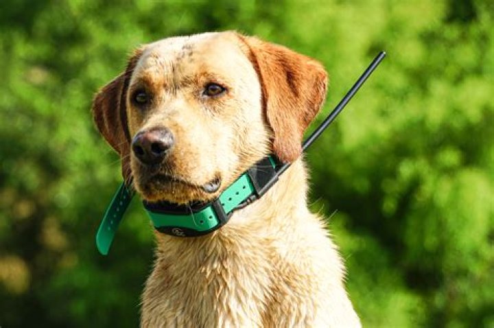Best GPS Dog Collar: The Ultimate Guide to Keeping Your Pet Safe