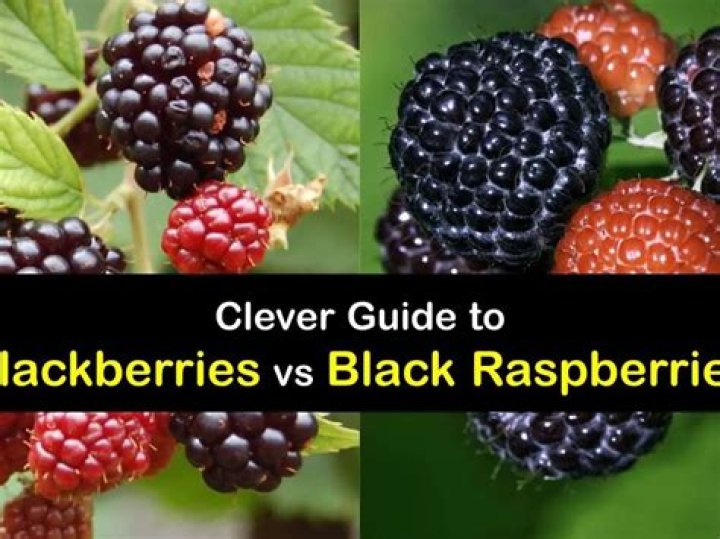 Black Raspberries vs Blackberries: A Comprehensive Guide