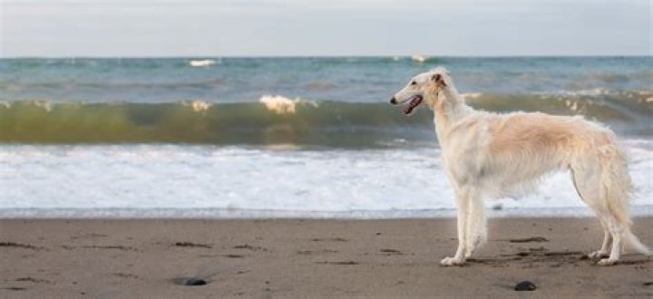Borzoi Puppies: The Graceful Companions You’ve Always Wanted