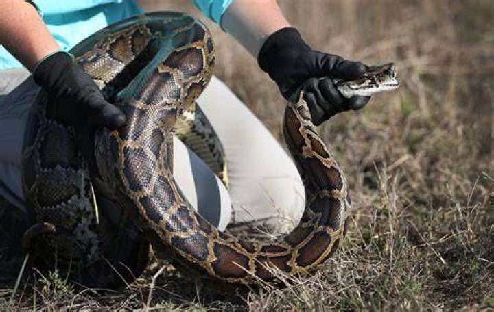 Burmese Python Size: Understanding the Magnitude of This Majestic Serpent