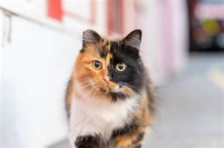 Calico Cat Colors Knit Mat: The Perfect Blend of Style and Comfort