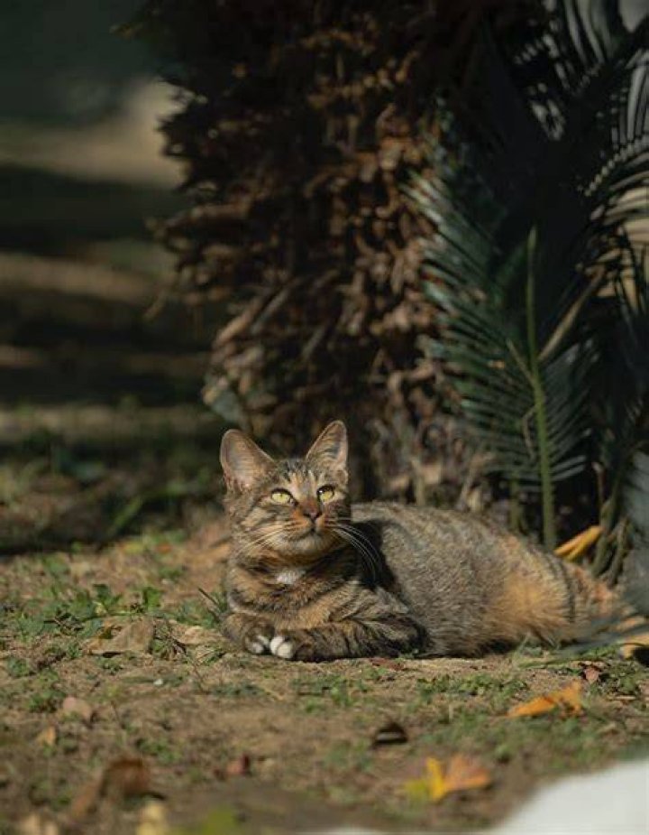 Can Cats See Spirits? Unraveling the Mysteries of Feline Perception