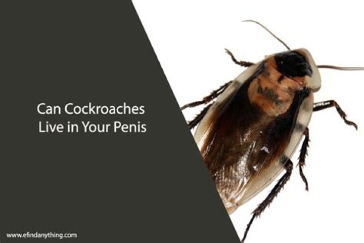 Can Cockroaches Live in Your Penis? Unveiling the Myths and Facts