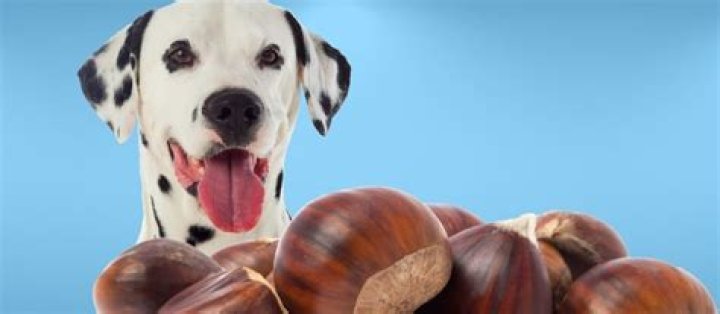 Can Dogs Eat Chestnuts? A Comprehensive Guide