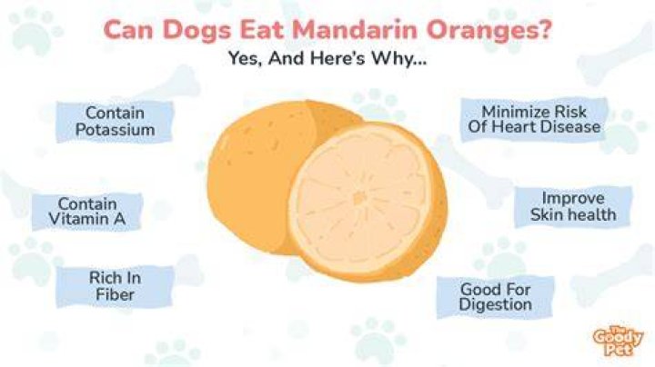 Can Dogs Have Mandarin Oranges? A Comprehensive Guide