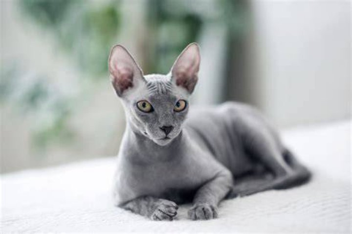 Canadian Sphynx Bambino: The Unique Hairless Cat Breed