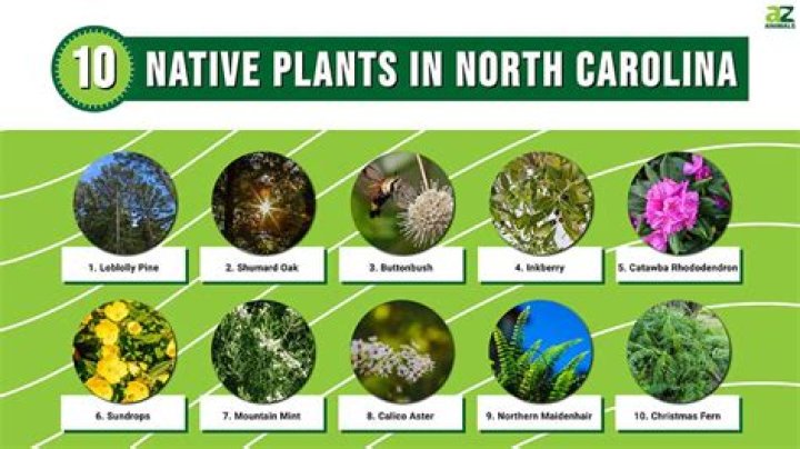 Carolina Plant Species: The Beauty of Carolinaamani