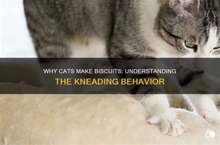 Cats Making Biscuits: Understanding This Adorable Behavior