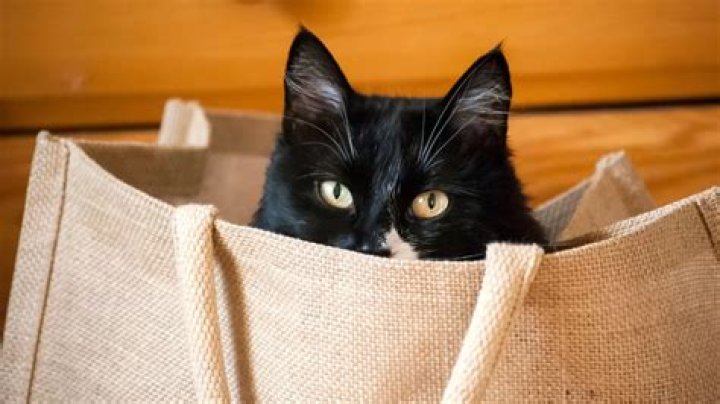 Cats Out of the Bag: Unraveling Secrets and Surprises