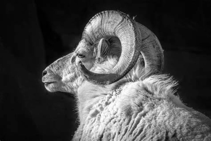 Characteristics of Aries: Unveiling the Traits of the Fiery Ram