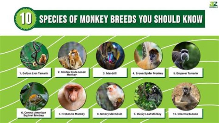 Choosing the Ultimate Ice Monkey: Which Ice Monkey is Best?