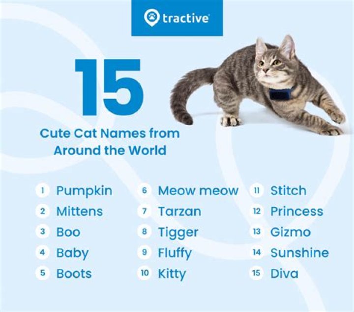 Creative Male Cat Name Ideas for Your Feline Friend