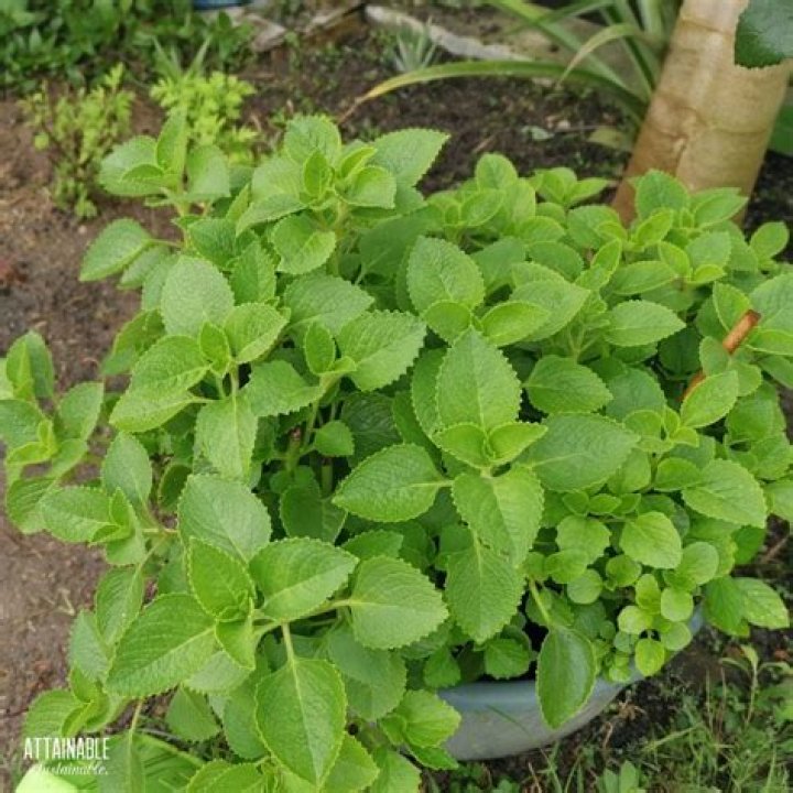 Cuban Oregano: The Essential Guide to Growing and Using This Flavorful Herb
