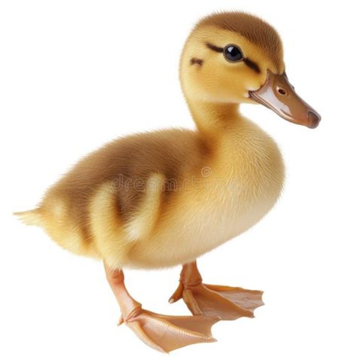 Cute Duck: The Adorable Waterfowl Captivating Hearts Worldwide