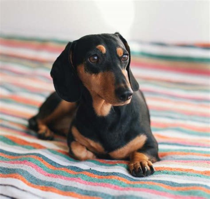Dachshunds for Sale Near Me: Your Guide to Finding the Perfect Companion