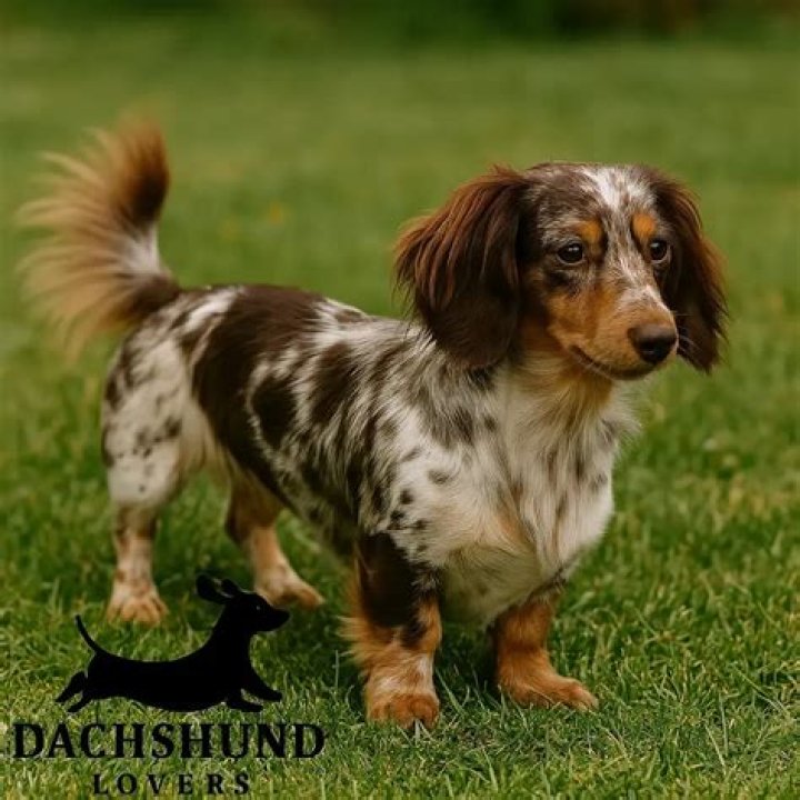 Dazzling Dapple Dachshunds: A Guide to the Unique Dapple Coat