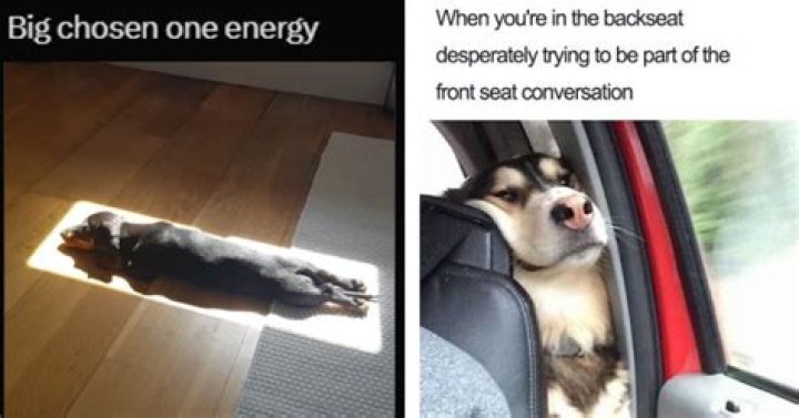 Delightful Dog Memes: A Joyful Exploration into a Viral Phenomenon