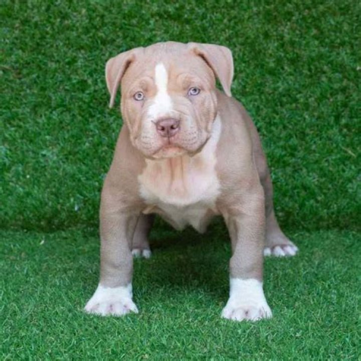 Discover the Allure of Blue Nose Pitbull Puppies