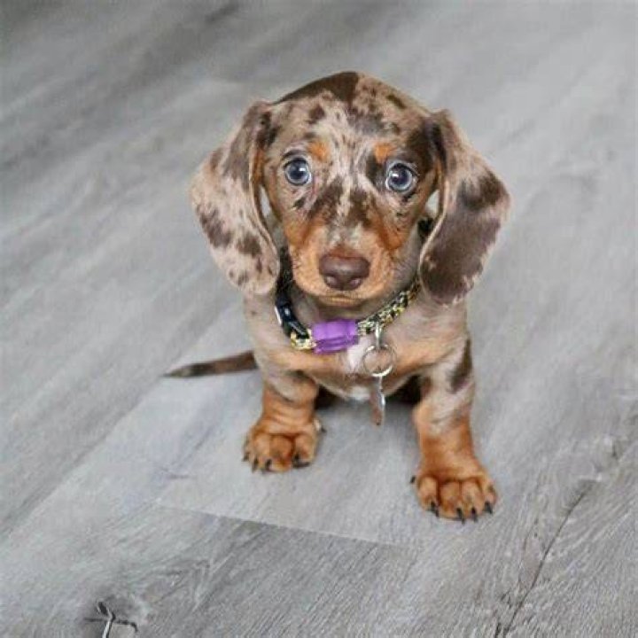 Discover the Enchanting World of Black Weiner Dogs: Your Ultimate Guide