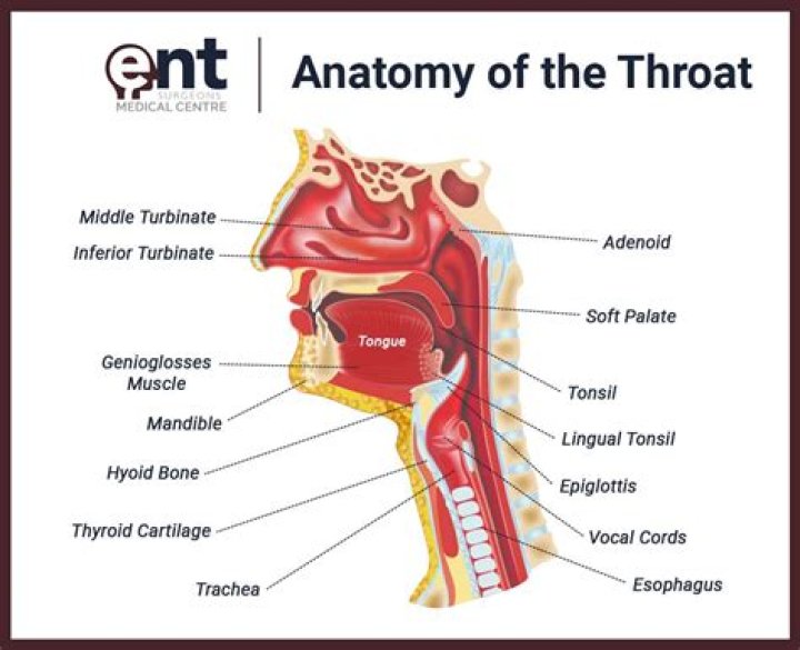 Discovering Bellingham Ear Nose Throat: Your Guide to ENT Health