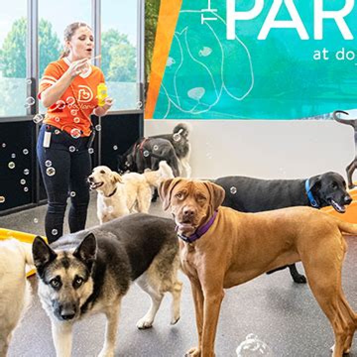 Discovering Dogtopia Pewaukee: The Ultimate Dog Paradise