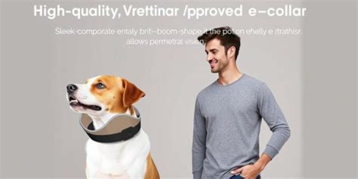 Discovering the Best E Collar for Dogs: A Comprehensive Guide