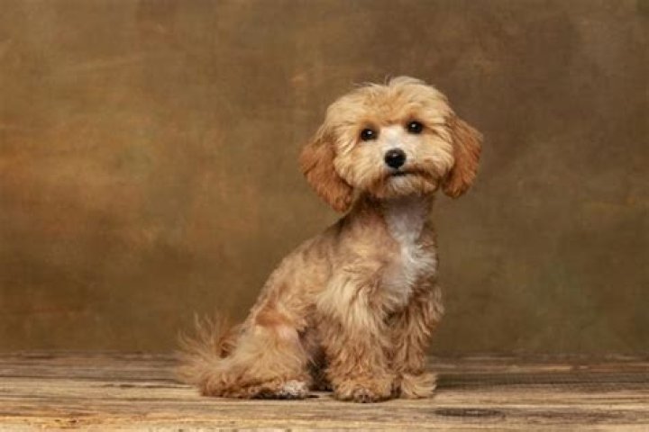 Discovering the Best Maltipoo Cuts for Your Adorable Companion
