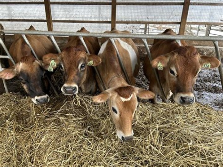 Discovering the Charm of Green Valley Farms
