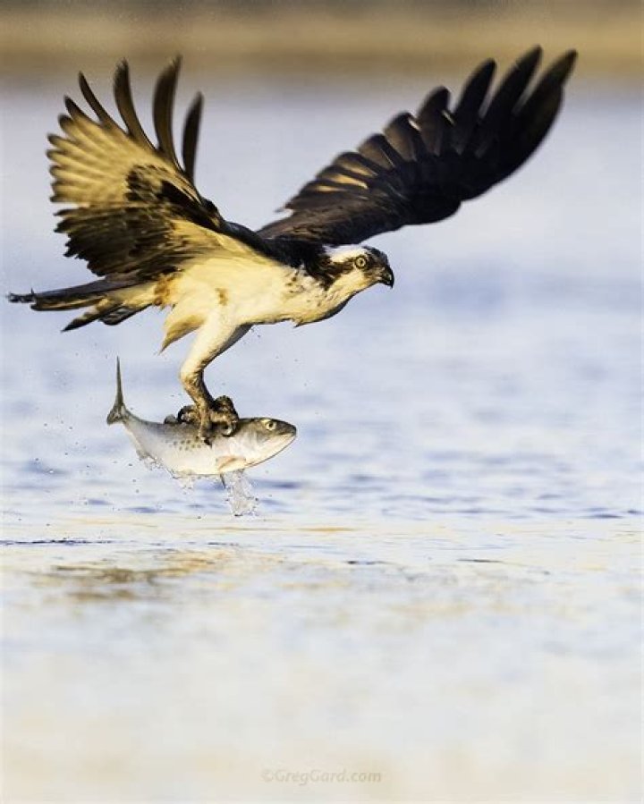 Discovering the Charm of Mad Moe's Osprey Florida