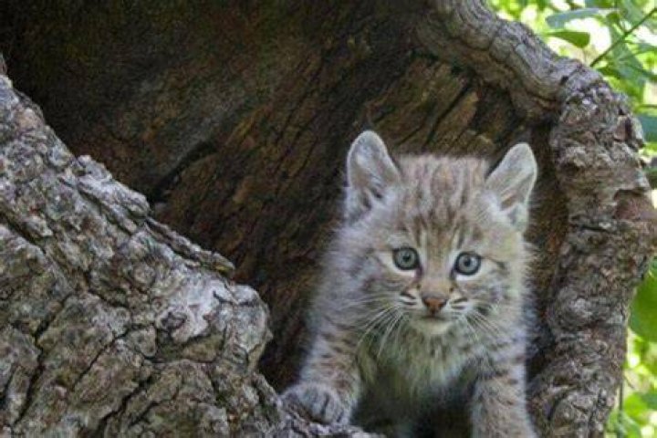 Discovering the Fascinating World of Baby Bobcats