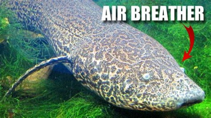 Discovering the Fascinating World of Fish that Breathe Air from the Wetlands