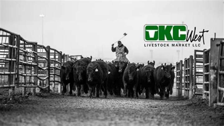 Discovering the Heart of Agriculture: OKC West Livestock Market