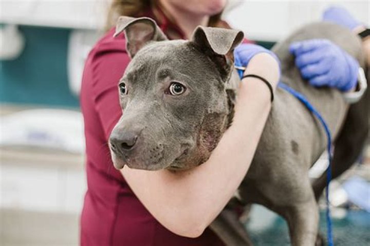 Discovering the Heart of Animal Care: Hannah Creek Vet