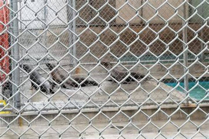 Discovering the Heart of Compassion: Orange County Animal Shelter