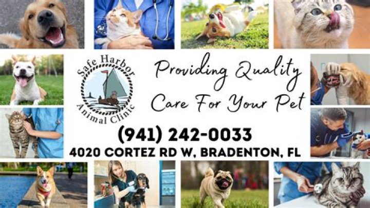 Discovering the Heart of Compassion: Safe Harbor Animal Clinic